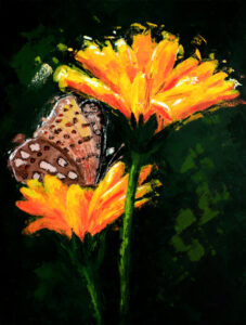 Obraz motýla na květech s tmavým pozadím s názvem Na výsluní II, od Lubosh Valenta